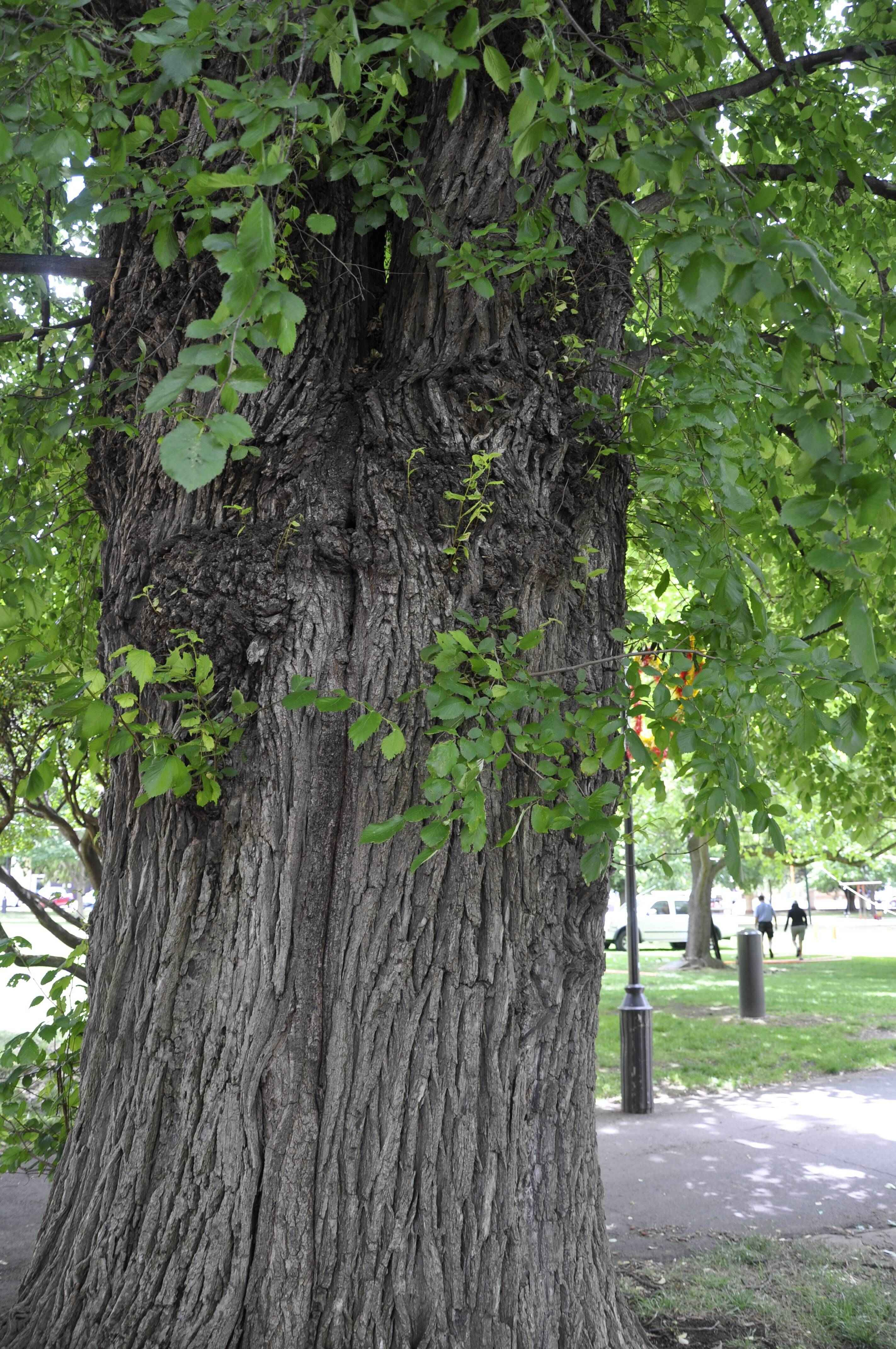 오래된 거목 (Old Growth Trees)